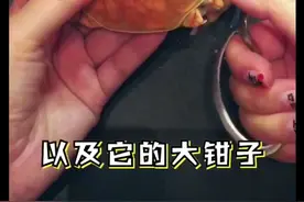 资深吃货教你蟹八件的用法，不光要吃，还要吃光，更要吃得优雅