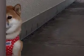 狗头系列表情包   垃圾管理我呸！脸皮可真厚图片