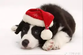 换位思考——解答你的养宠疑问图片