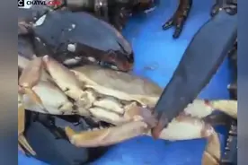 巨型龙虾的可怕力量，大钳子分分钟撕毁一切视频封面