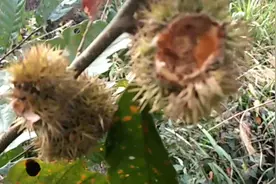 国庆放假去摘野板栗路遇到假地豆果断挖几棵回，小孩不吃饭有效果