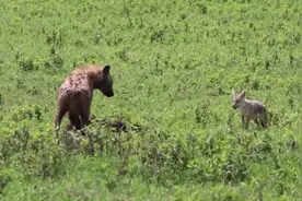 小野牛刚出生就被鬣狗给猎杀了，真可怜，野牛妈妈去哪了视频封面