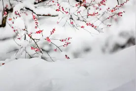 三首《卜算子·咏梅》，谁写的更高一筹？图片