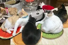 北方猫咪在暖气里四季如春，南方猫咪在晴空下冻成冰棍儿图片