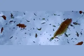 天上会下“鱼雨”的国家，上万条活鱼从天而降，你知道背后原因吗图片