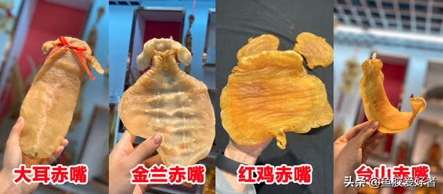 金兰赤嘴鱼胶的产地 2026年金兰赤嘴鱼胶的食用方法