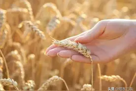 农民购买种子公司小麦种，次年采取自留种子，被该公司索赔10万元图片