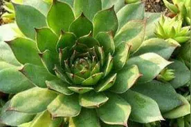 观音莲老桩怎么养图片