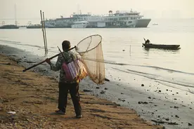 在长江绝迹30年，鲥鱼被判“死刑”，珠江种群还有望恢复？图片