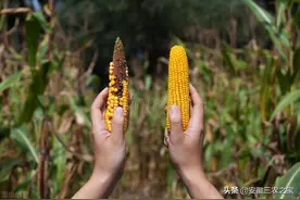 老李的发财梦，随着一亩地500斤的玉米产量而破灭，你们该醒醒了图片