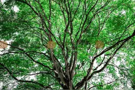 臭椿：别觉得它臭，浑身却都是宝图片