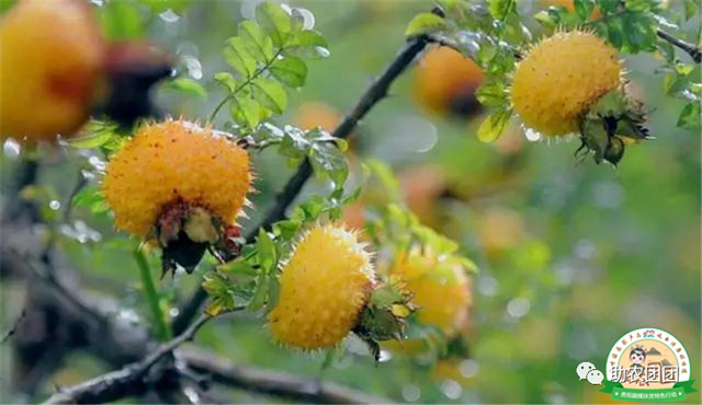 助农团团丨刺梨产业巡礼②：金秋十里沟，硕果满枝头