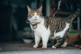 常见的四种中华田园猫，你最爱的是橘猫吗？图片