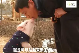 养一只宠物猪，居然把14只家猪带聪明了图片