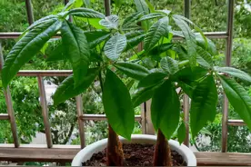 镇宅植物：龙骨，盆栽做到这些，个头猛窜、开花漂亮图片