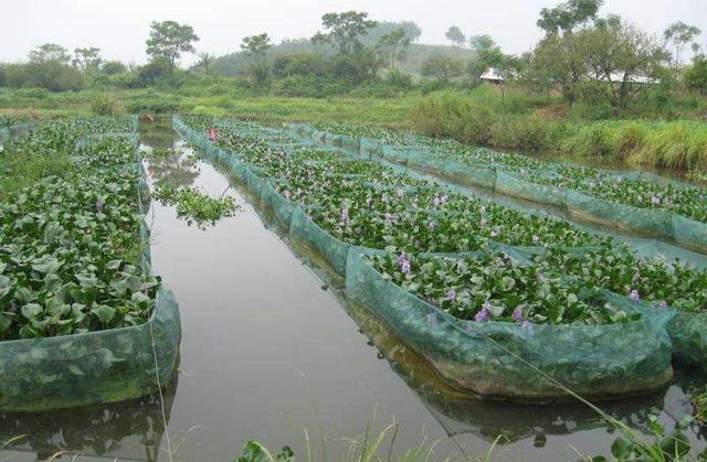 家庭式黄鳝生态养殖,既简单又创收.适合农民小规模养殖