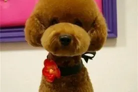 泰迪糖尿病拉稀黑便，狗大夫说快死了，我该怎么办？是细小病吗？图片