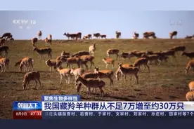 降级了！藏羚羊从濒危降为近危图片