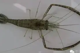 日本沼虾与中华小长臂虾图片