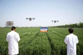 产品远销11个省！节水增产！肥乡沃土种业不一般图片