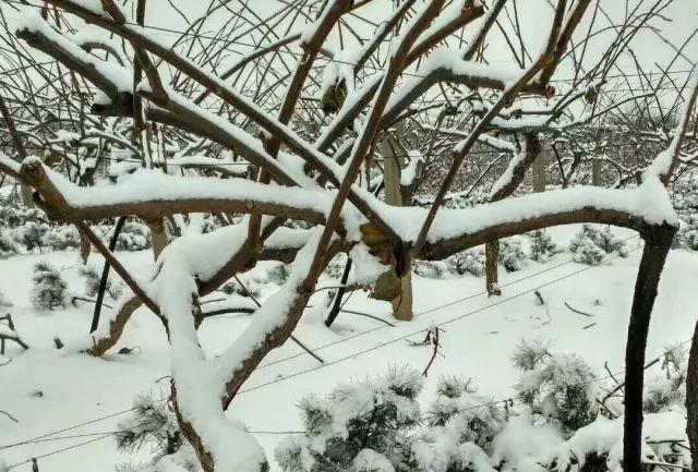 猕猴桃冬季管理三要素：防冻、冬剪、清园