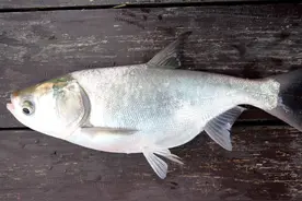 食用的鲢鱼越大越好吗？最大的鲢鱼能长多大？图片