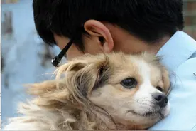 我只是想要一个家图片