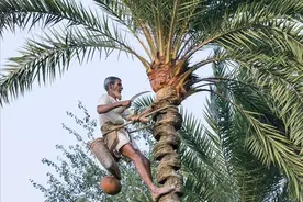 “沙漠绿金”叱咤中东五千年，缘何在我国沦为路人甲？图片