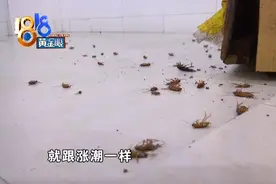 出租房里下起“蟑螂雨”，上百只之多，凌晨杀虫杀到脚都软了图片