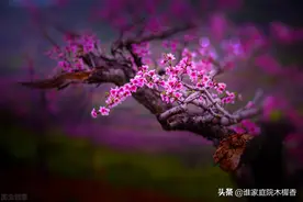 桃花穿越千年，满树和娇，万枝丹彩，淡淡花香从诗经传到诗词图片