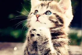 12星座最爱小动物的星座排名，这样的星座你能接受吗？