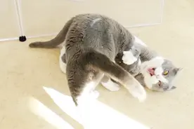 吃了这个果子，家里的三只猫嗨到翩翩起武！一开始我也不信