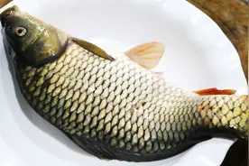 这才是酸菜鱼的家常好吃做法，肉嫩汤鲜味道美，新手看一遍也能做