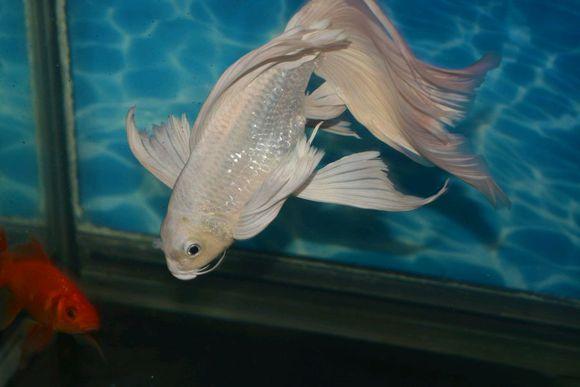 白色系的观赏鱼身上出现红血丝,其实是最难治疗的!