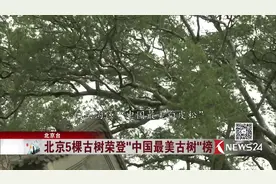 北京5棵古树荣登“中国最美古树”榜 颇费心思抢救千颗古树！