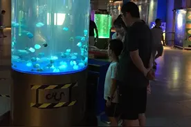 全国最大水母主题临展在重庆科技馆开展图片