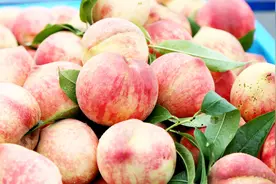 桃子酒酿酒技术教学视频，酿酒师黄付军现场视频讲解