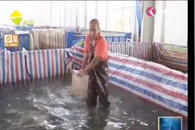 广东“杂交乌鳢”沪上安家 漕泾镇黑鱼养殖基地日销3万斤视频封面