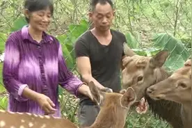 毅然辞掉优厚工作，农村大哥试养梅花鹿，销路不愁，年赚50多万！视频封面