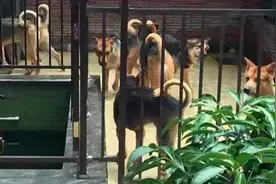 小区业主养了11条狗臭气熏天 狗吠吓坏路人 邻居怒打110报警