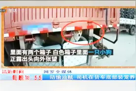 司机在货车底部装笼养狗 上路被查 称专门改造为防偷油贼视频封面