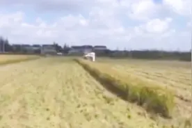 水稻新品种松早香1号试种成功 明年可大面积推广视频封面