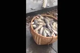 网传“广西桂林一村子几千斤鱼死亡疑被投毒”警方：案件已移交刑警队处理图片