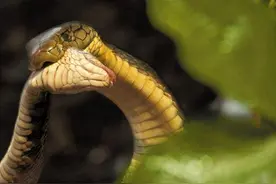 交配也不讲“武德”，满足不了性欲，那就满足食欲吧：眼镜王蛇图片