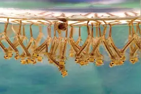 蚊子在地球上到底有什么用？如果全部灭绝，会有何严重后果？图片