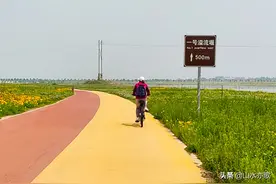 石家庄滹沱河一路向东，漫水桥、沙滩、花海，夕阳下撒网的姑娘图片