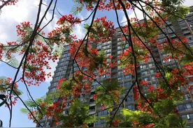 耀眼一夏！城区这条路凤凰花惊艳绽放图片