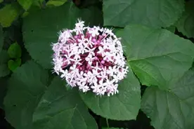 乡下1种“臭臭花”，小孩见到就躲，老人却很爱，摘来入药超级棒图片