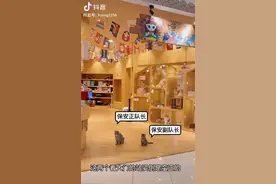 励志！流浪猫2次去猫咖应聘，店主：这是5楼，你怎么找上来的？图片