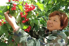 农民大姐种樱桃，预防寒流霜冻有绝招，看看都有啥办法图片